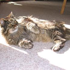 Maine Coon Mikkel - R.I.P 1995-08