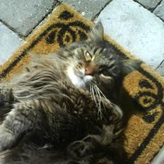 Maine Coon Mikkel - R.I.P 1995-08