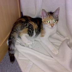 Blanding af racer sille