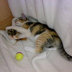 Blanding af racer sille