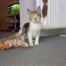 Blanding af racer sille