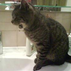 Huskat Kåre | Solgt.