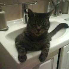 Huskat Kåre | Solgt.