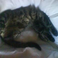 Huskat Kåre | Solgt.