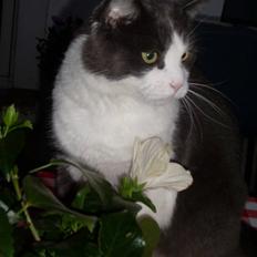 Blanding af racer tommads<3