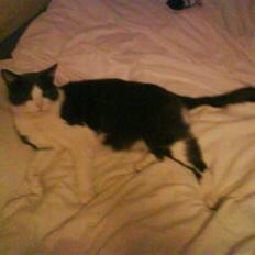 Blanding af racer tommads<3