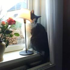 Blanding af racer tommads<3