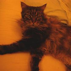 Maine Coon Kingsey