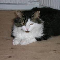 Blanding af racer Gere