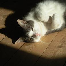 Blanding af racer Freke