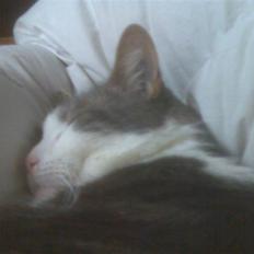 Blanding af racer Freke