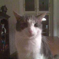 Blanding af racer Freke