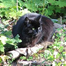 Blanding af racer Sprilla