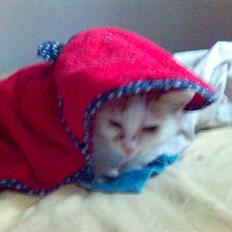 Blanding af racer Amanda R.I.P savner dig 