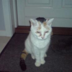 Blanding af racer Amanda R.I.P savner dig 