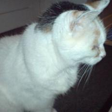 Blanding af racer Amanda R.I.P savner dig 