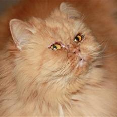 Perser Rosa *10.06.2000 - 30.06.2014*