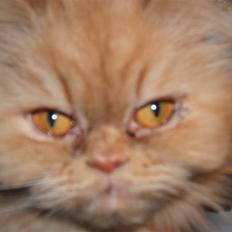 Perser Rosa *10.06.2000 - 30.06.2014*