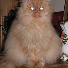 Perser Rosa *10.06.2000 - 30.06.2014*