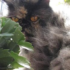 Perser Amalie  *1993- 2009*