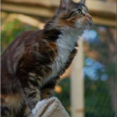 Maine Coon DK Abelone's Biki