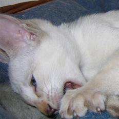 Siameser Battlefields Anton (død) 