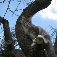 Maine Coon MissB`cats Darius