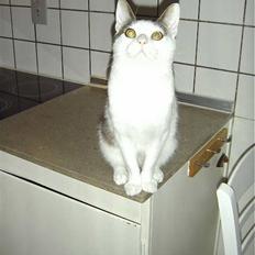 Blanding af racer BølleMis