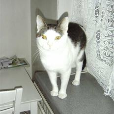 Blanding af racer BølleMis