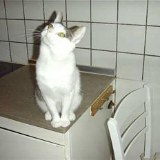 Blanding af racer BølleMis