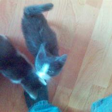 Huskat speedy hjælp mig hjem