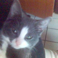 Huskat speedy hjælp mig hjem