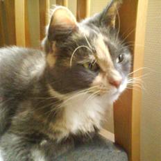 Huskat sanvet rip Mette :(