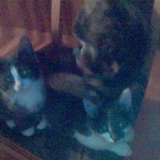 Huskat sanvet rip Mette :(