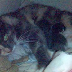 Huskat sanvet rip Mette :(