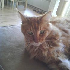 Maine Coon DK Brightcoons arcki