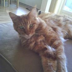 Maine Coon DK Brightcoons arcki