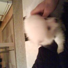 Maine Coon DK Brightcoons arcki