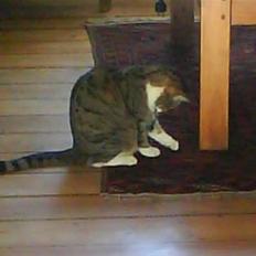 Blanding af racer betty<3