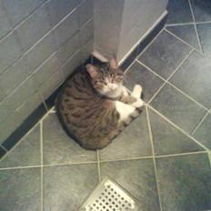 Blanding af racer betty<3