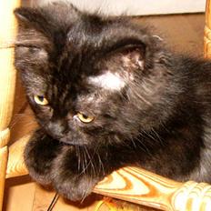 Blanding af racer Felix