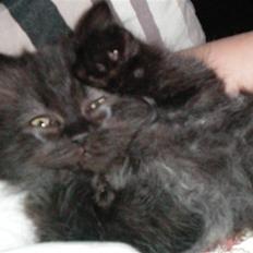 Blanding af racer Felix