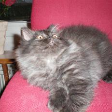 Blanding af racer Felix