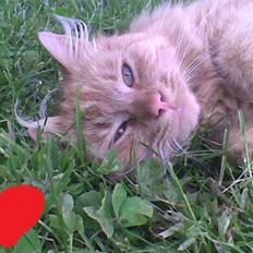 Blanding af racer tot <33 