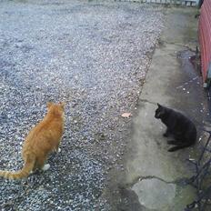 Blanding af racer Gismo