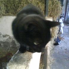 Blanding af racer Gismo