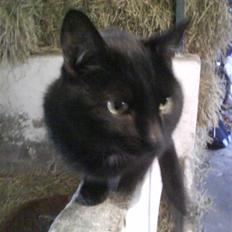 Blanding af racer Gismo