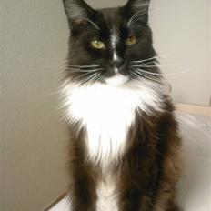 Maine Coon Sajuni's Bilbo Baggins