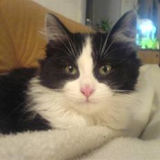 Blanding af racer Pjutte