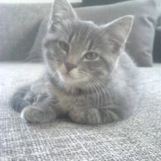 Blanding af racer Mille